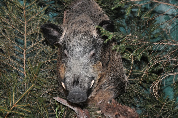 Pferd u Jagd   040.jpg